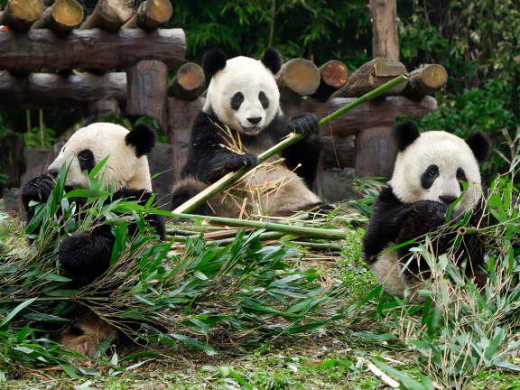 CÓ GÌ Ở CÔNG VIÊN GẤU TRÚC ĐÔ GIANG YẾN