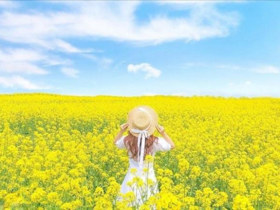 SIÊU LÒNG TRƯỚC CẢNH SẮC RỰC RỠ CỦA MÙA HOA HOA DỊP CUỐI NĂM SIÊU LÒNG TRƯỚC CẢNH SẮC RỰC RỠ CỦA MÙA HOA HOA DỊP CUỐI NĂM