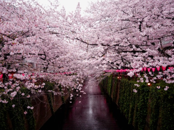 KINH NGHIỆM DU LỊCH MÙA HOA ANH ĐÀO NHẬT BẢN 2024