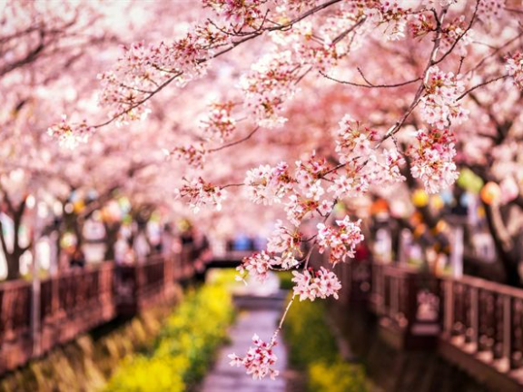 CÁC ĐIỂM NGẮM HOA ANH ĐÀO TRÊN THẾ GIỚI