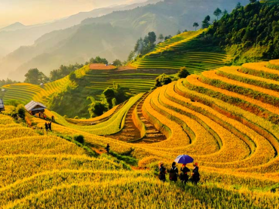 KINH NGHIỆM SĂN MÙA VÀNG MÙ CANG CHẢI