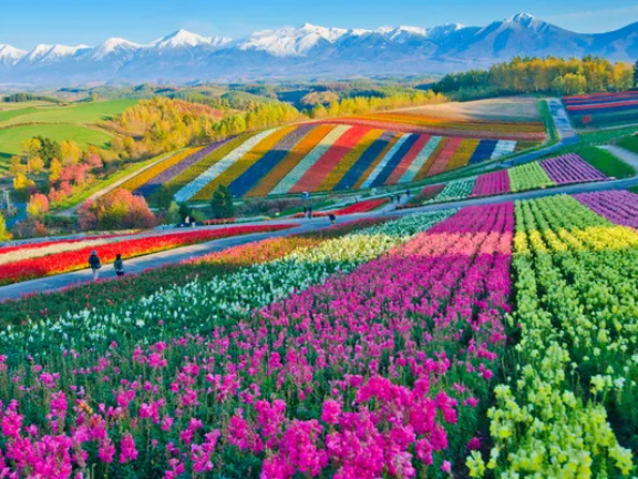 5 ĐIỂM THAM QUAN VÀO MÙA HÈ TẠI HOKKAIDO